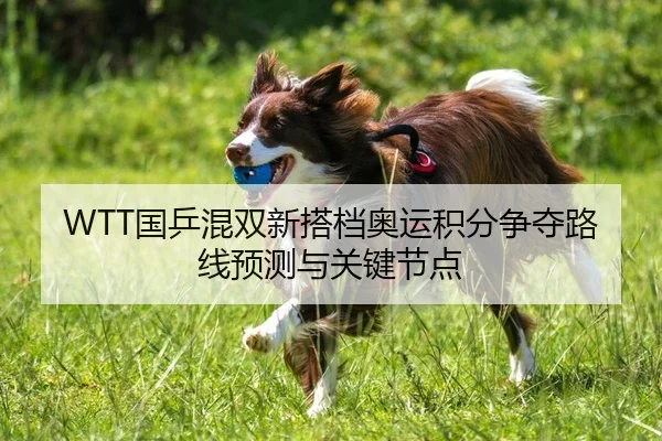 WTT国乒混双新搭档奥运积分争夺路线预测与关键节点